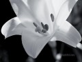 xsh502 flores en blanco y negro